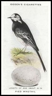 47 Pied Wagtail